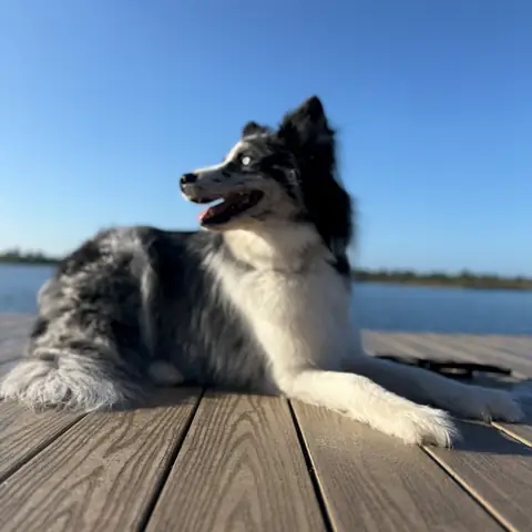 A blue merle Australian shepherd lying on a dock above open water