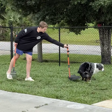 A blue merle Australian shepherd watching a young handler clean up the training yard
