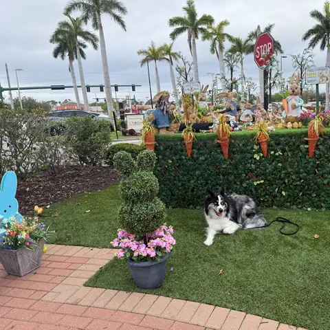 A black and white border collie lying on turf beside an autumn display