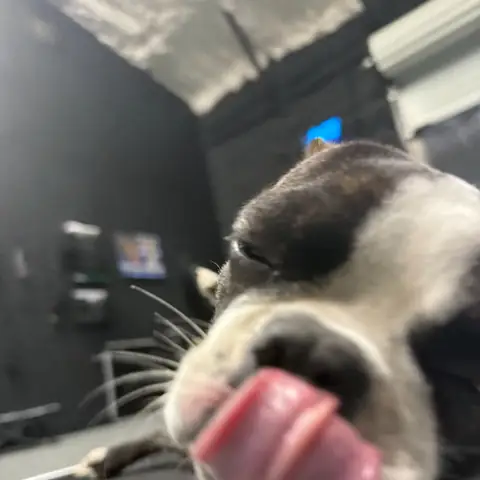 A Boston terrier licking its nose in close-up