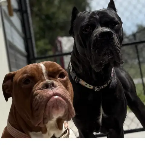 An English bulldog and a black cane corso standing side by side
