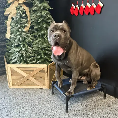 A grey bully breed sitting on a cot beside a Christmas tree and stockings