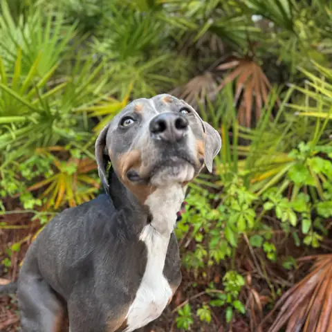A blue merle catahoula looking up into the camera against palmetto fronds