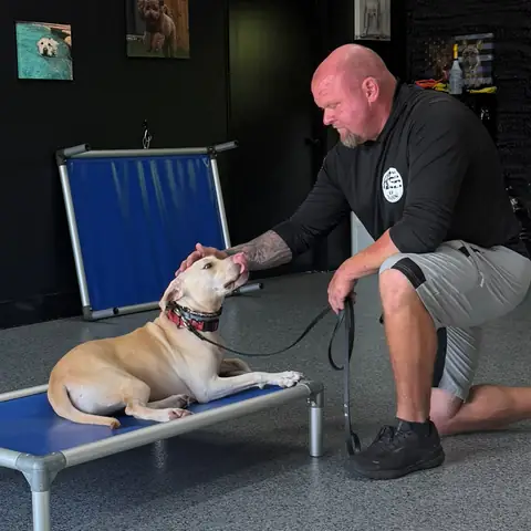 Chad Walker kneeling beside a tan pit bull holding a down-stay on a raised place cot