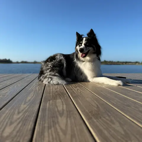 A border collie lying off leash on a dock above open water