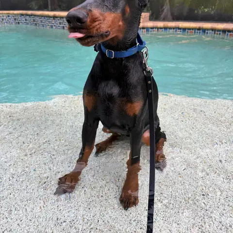 A Doberman sitting on leash on the deck beside a screened pool