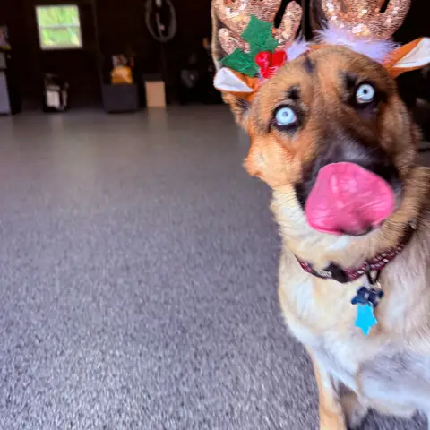 A dog wearing reindeer antlers in the training room at Christmas