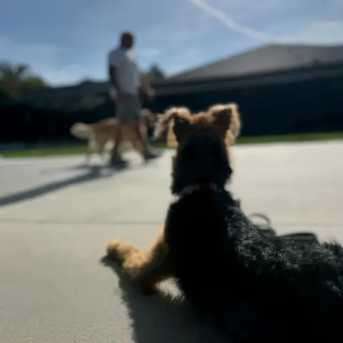 A dog watching a handler work another dog at a distance across the driveway