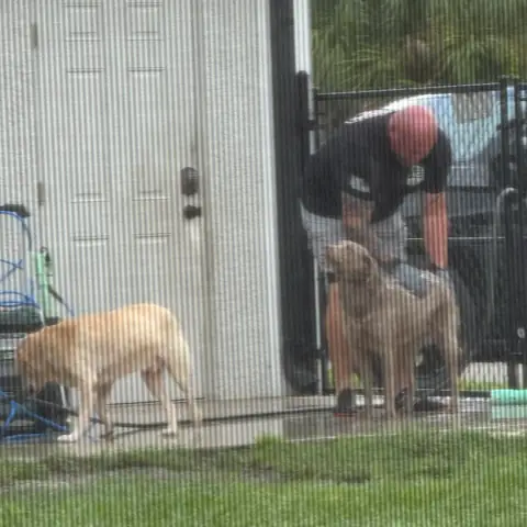 Two dogs working in the yard, seen through the screen enclosure