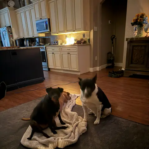 Two dogs playing tug on a blanket in a client’s living room
