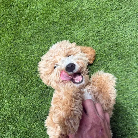 An apricot doodle puppy rolling upside down on artificial turf
