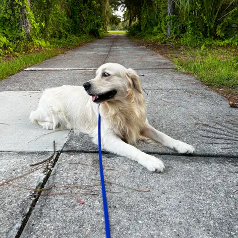 Golden retriever holding a down-stay on a shaded path, off leash