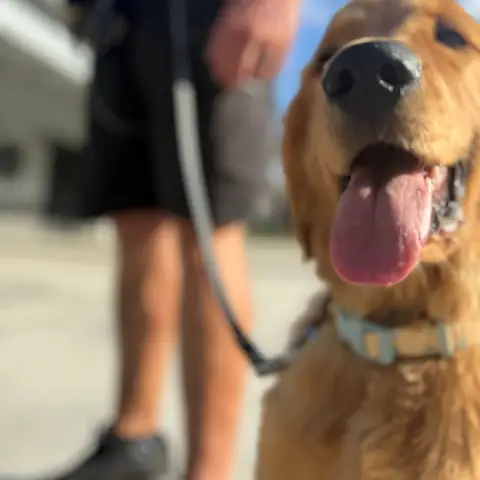 A golden retriever looking up on a loose leash beside its handler
