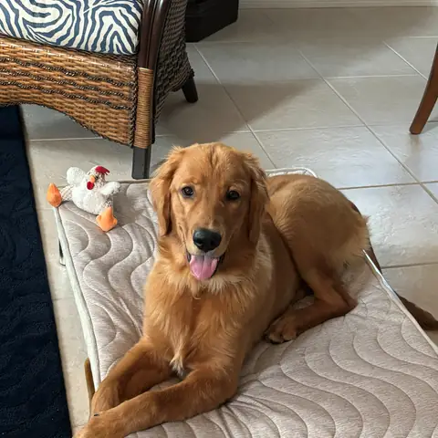 A golden retriever lying on a bed beside a soft toy