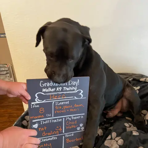 A board-and-train graduate posing with his Walker K-9 Training graduation day sign