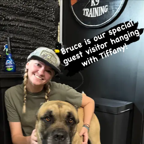 A young handler in a ball cap kneeling with a large fawn mastiff, captioned “Bruce is our special guest visitor hanging with Tiffany!”