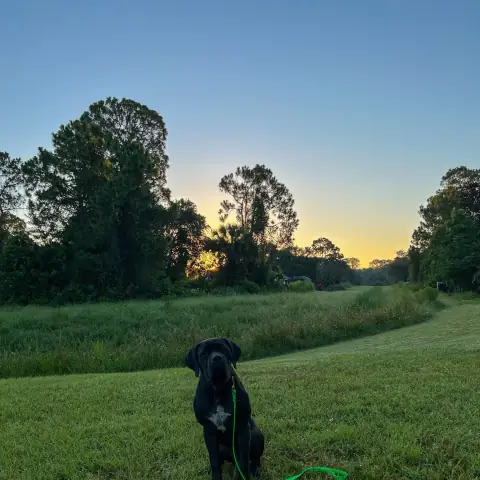 Black Labrador working off leash in an open field at dusk