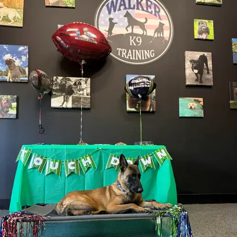 A Belgian Malinois holding a down-stay on a cot in front of a graduation banner