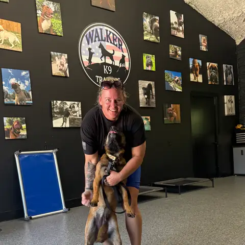A Belgian Malinois up on its hind legs greeting a trainer in the training room