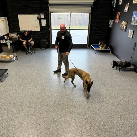A Belgian Malinois working on a long line across the indoor training floor