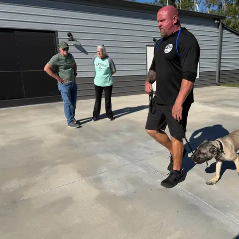 A trainer working a young Belgian Malinois on leash while owners watch from the driveway