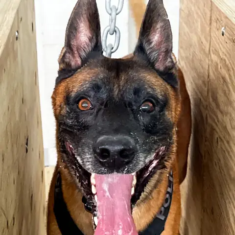 Close portrait of a Belgian Malinois, tongue out, after a training session