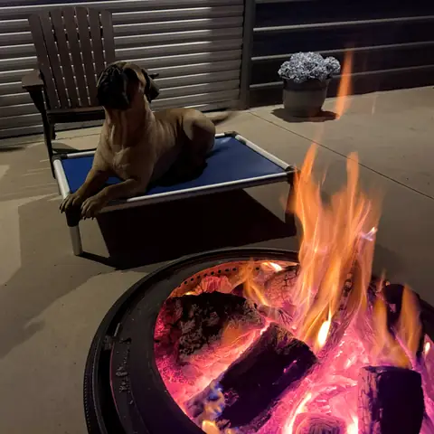 A fawn mastiff holding a place command on a raised cot beside a lit fire pit