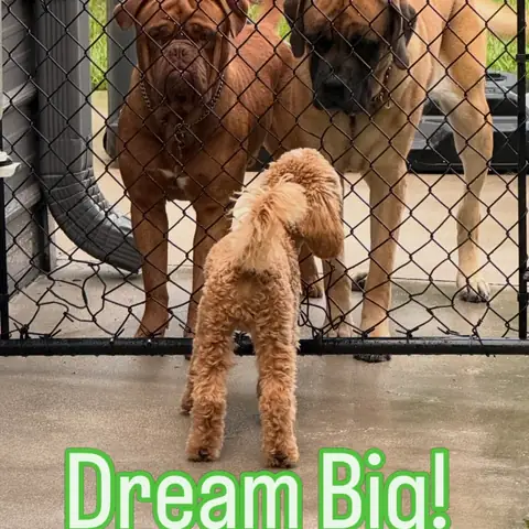Two mastiffs behind a chain-link gate with a small apricot poodle standing in front, captioned “Dream Big!”