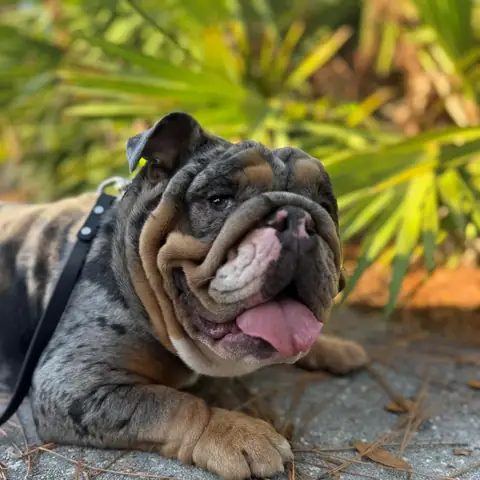 A merle English bulldog holding a down on a loose leash outdoors