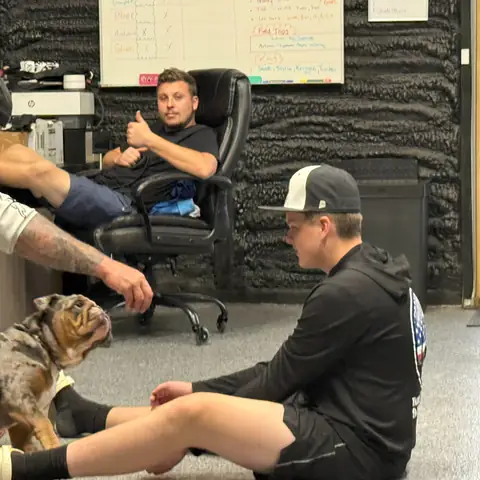 A merle English bulldog puppy greeting three owners in the training room