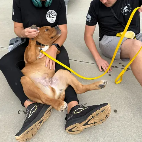 Two trainers handling a relaxed tan pit bull lying belly-up