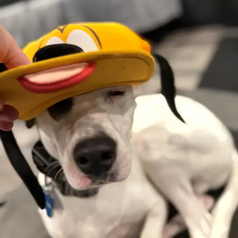 A white and black pit bull wearing a novelty cartoon cap indoors