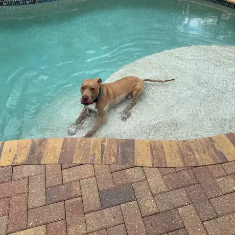 A fawn pit bull resting on the shallow ledge of a swimming pool