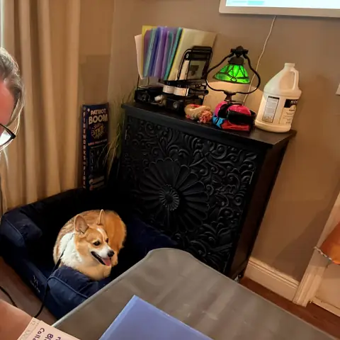 A small red dog settled on an office chair beside its owner at his desk