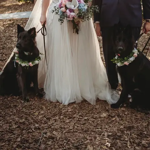 Two German shepherds in flower garlands sitting either side of a bride and groom on their wedding day
