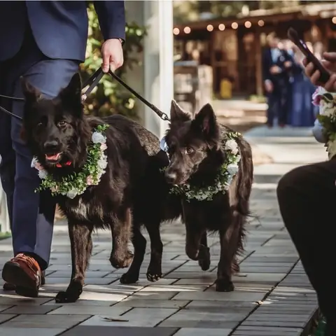 Two dark German shepherds in flower collars walking a paver path at a wedding