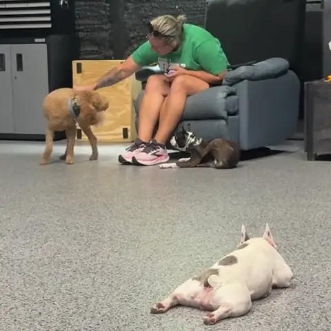 Three dogs settled around an owner in the training room, one stretched flat on the floor
