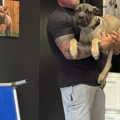 A trainer carrying a full-grown fawn cane corso in his arms