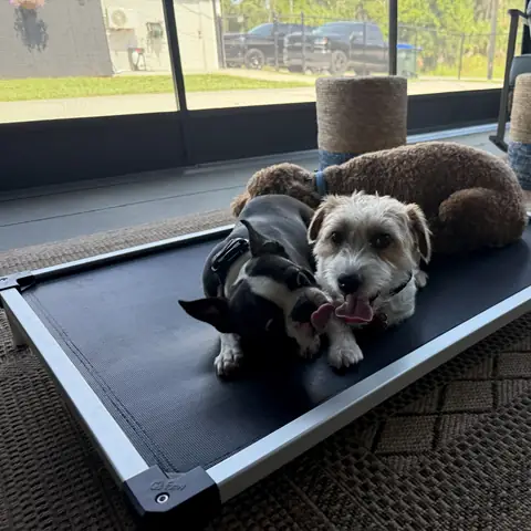 Two small terrier-type dogs holding place together on a raised cot