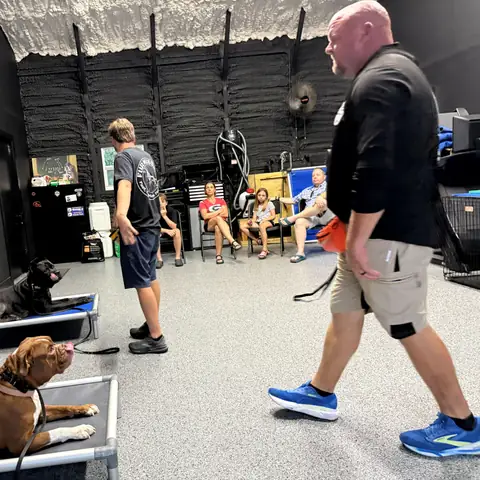 Two dogs holding place on raised cots while a trainer crosses the indoor floor