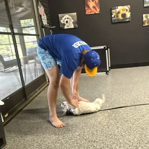 A handler working a small white puppy on a long line in the training room